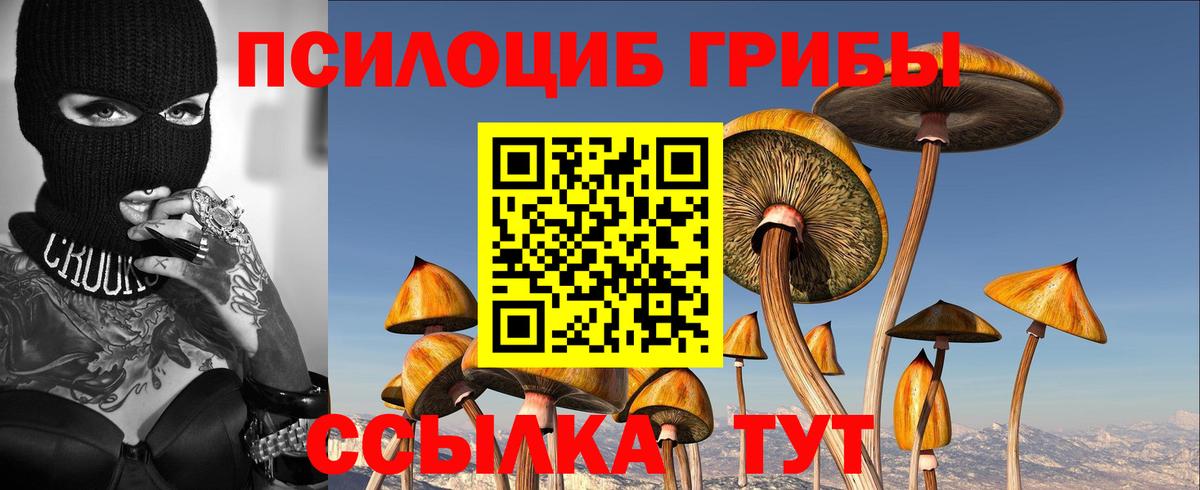 Галлюциногенные грибы Psilocybine cubensis Черняховск